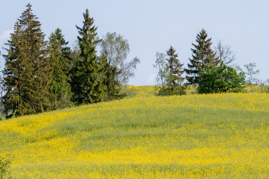 Latvijas lauki