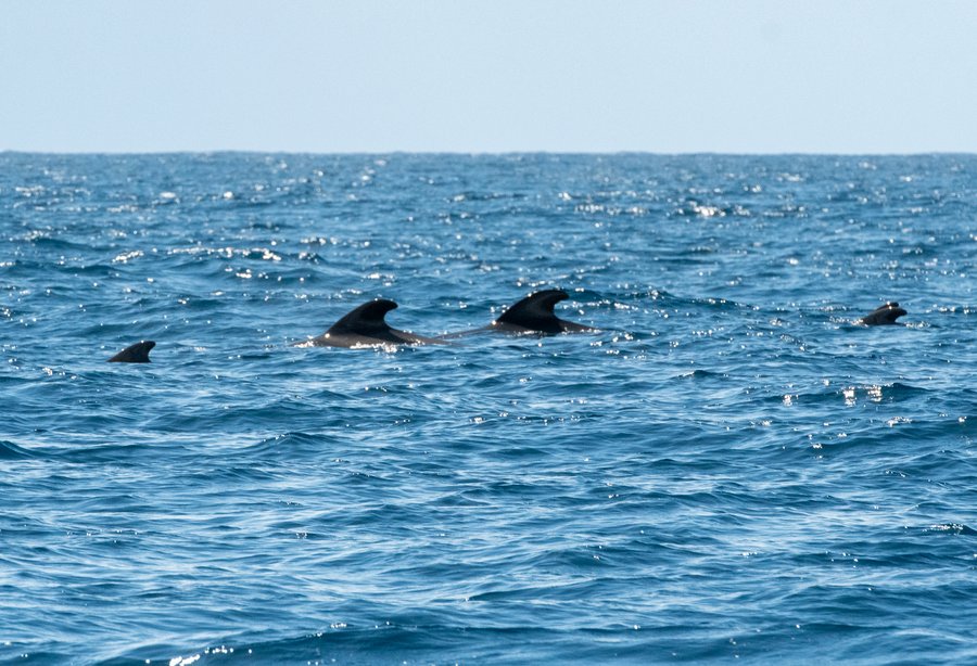 Vaļu un delfīnu vēro&scaron;ana ar &ldquo;Whale Watch Tenerife&rdquo;
