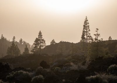 Saulriets Teides nacionālajā parkā